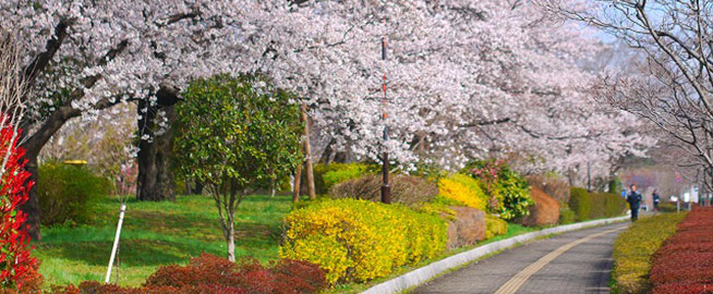 武蔵国分寺公園で桜を楽しもう写真