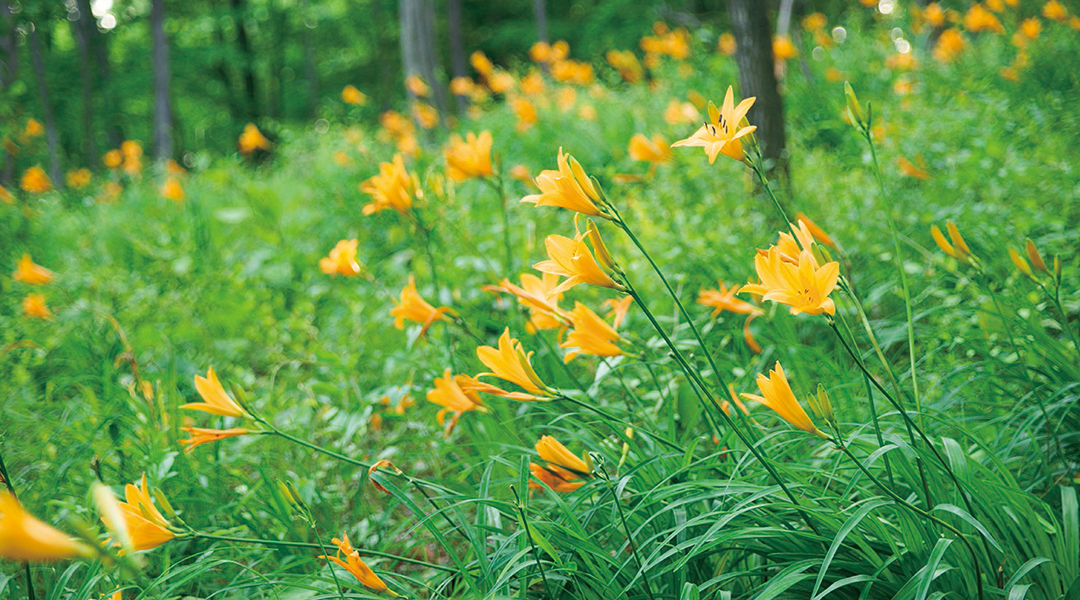 ムサシノキスゲ群生地