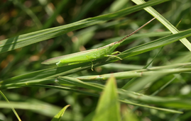ショウリョウバッタモドキ