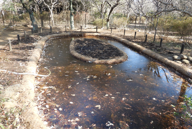 水場の創出の様子（苗圃南）