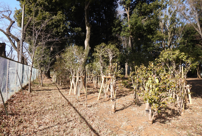 常緑樹植栽の様子（外周西）