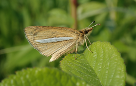 ギンイチモンジセセリ