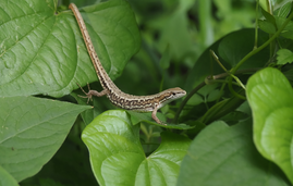 ニホンカナヘビ