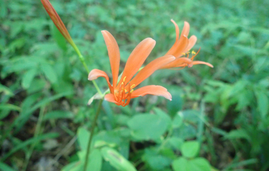 キツネノカミソリ