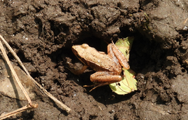 ニホンアカガエル