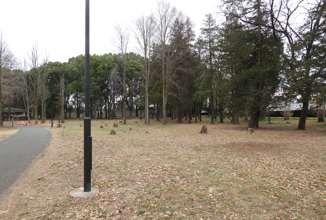 武蔵野らしい草地整備の様子(大芝生西)