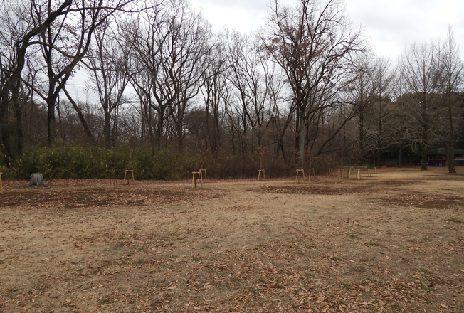 武蔵野の雑木林整備の様子(大芝生西)