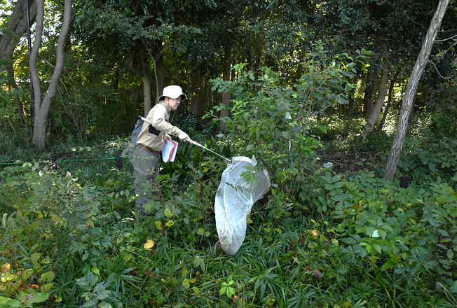 昆虫調査の様子