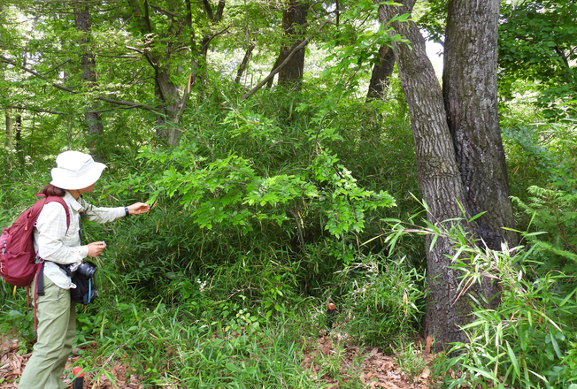 植生調査の様子