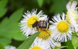 ヒメトラハナムグリ