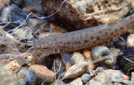 ホトケドジョウ