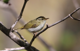 センダイムシクイ