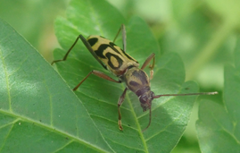 タケトラカミキリ