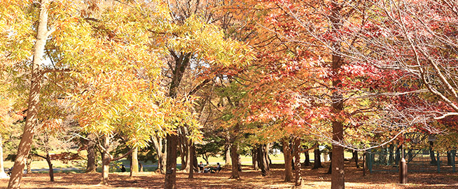 武蔵野公園で紅葉を楽しもう写真