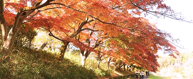 武蔵野公園で紅葉を楽しもう写真
