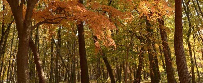 野川公園で紅葉を楽しもう写真