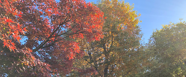 六仙公園で紅葉を楽しもう写真