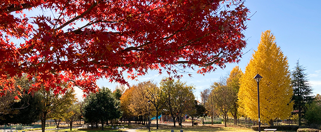 六仙公園で紅葉を楽しもう写真