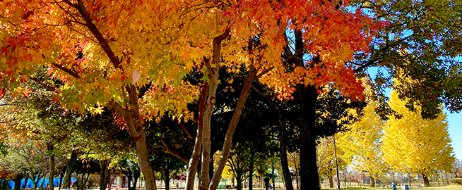 六仙公園で紅葉を楽しもう写真