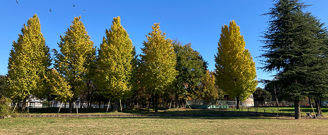 六仙公園で紅葉を楽しもう写真