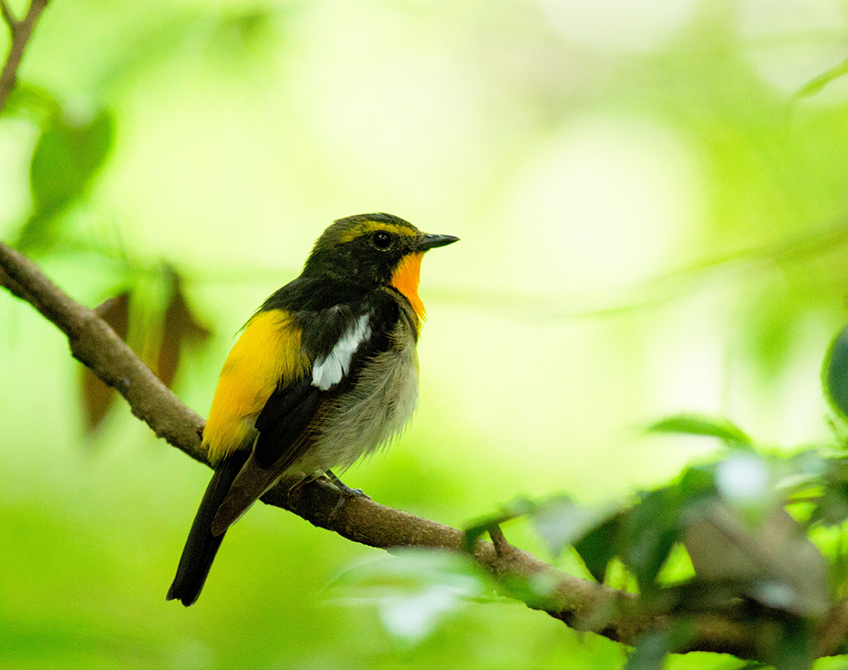 多様な生物が生息する都立公園づくり